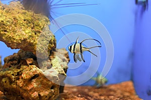 Pajama cardinal fish