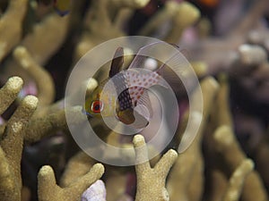 Pajama cardinalfish 02