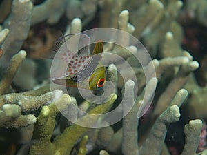 Pajama cardinalfish 03