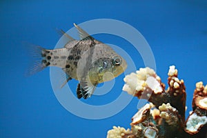 Pajama cardinalfish