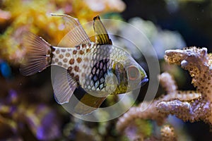 Pajama cardinalfish Sphaeramia nematoptera