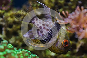 Pajama cardinalfish Sphaeramia nematoptera