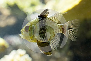 The Pajama cardinalfish Sphaeramia nematoptera.