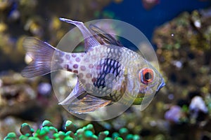 Pajama cardinalfish (Sphaeramia nematoptera).