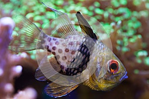 Pajama cardinalfish (Sphaeramia nematoptera).