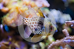 Pajama cardinalfish (Sphaeramia nematoptera).