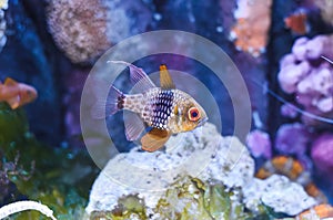 The pajama cardinalfish, spotted cardinalfish, coral cardinalfish, or polkadot cardinalfish (Sphaeramia nematoptera)