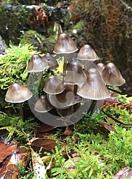 Pajarito Mushrooms from Oaxaca forests photo