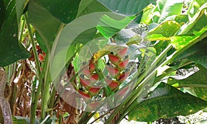 pajaro de fuego flower photo