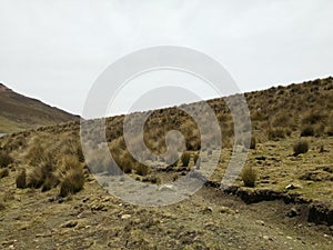 Pajonal en los andes peruanos photo