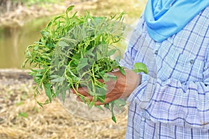 Pak-BoongThai word Morning Glory fresh, soft vegetable leaves, morning glory in the hands of farmers, farm fresh, organic vegeta