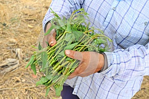 Pak-BoongThai word Morning Glory fresh, soft vegetable leaves, morning glory in the hands of farmers, farm fresh, organic vegeta