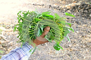 Pak-BoongThai word Morning Glory fresh, soft vegetable leaves, morning glory in the hands of farmers, farm fresh, organic vegeta