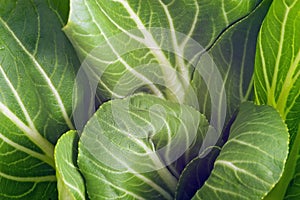Pak Choi