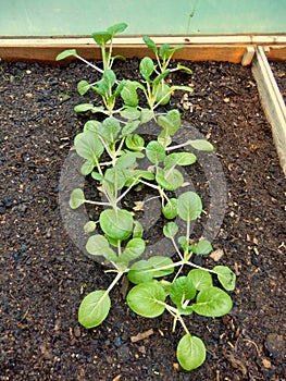 Pak choi growing in a vegetable bed in a polytunnel photo