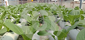 Pak choi's vegetables plant with hidroponic metode