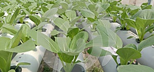 Pak choi's vegetables plant with hidroponic metode