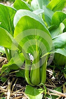 Pak choy cabbage growing