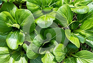 Pak choy cabbage growing in the garden