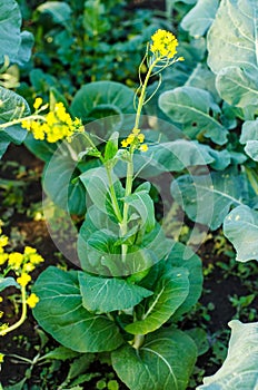 Pak choy plant