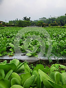 Pak choy vegetables in the photo in the field ready to harvest photo