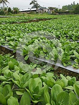 Pak choy vegetables in the photo in the field ready to harvest photo
