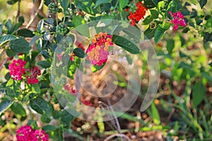 Pakakrong trees have orange and pink flowers