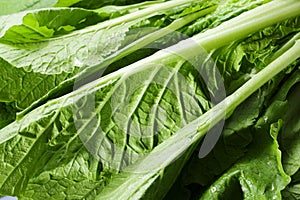 Pakchoi