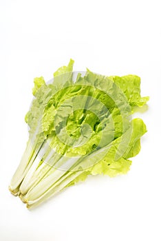 Pakchoi cabbage