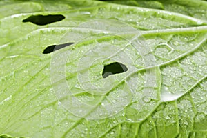 Pakchoi cabbage leaves