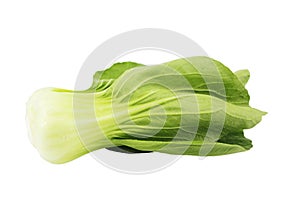 Pakchoi cabbage