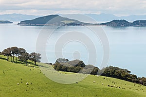 Pakihi Island with Coromandel in background