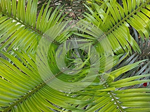 Pakis aji or also popularly known as cycads are a group of open seed plants belonging to the genus Pakishaji or Cycas.