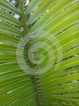 Pakis aji or also popularly known as cycads are a group of open seed plants belonging to the genus Pakishaji or Cycas.