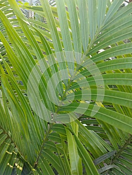 Pakis haji & x28;aji& x29; or also popularly known as cycads are a group of open seed