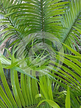 Pakis haji  or also popularly known as cycads are a group of open seed plants belonging to the genus Pakishaji or Cycas.