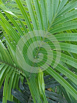 Pakis haji or also popularly known as cycads are a group of open seed plants belonging to the genus Pakishaji or Cycas.