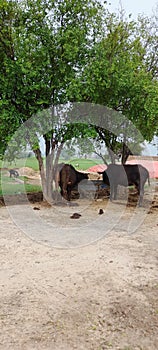 Pakistan: Cows eating fodder in the shade of a tree in the heat of the day