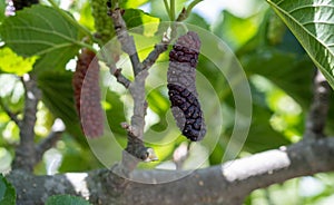Pakistan or Long mulberries on a branch