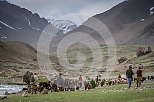 Pakistani shepherds