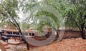 Pakistani Village View Near Ravi Road