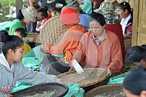 Paksong, Bolaven Plateau, Laos