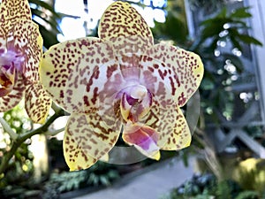 Pal brother Lawrence X Phal Yellow Brite Lines