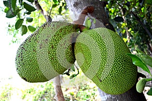 Pala fruit tree