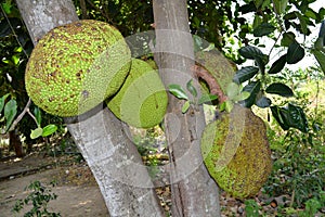 Pala fruits tree photo