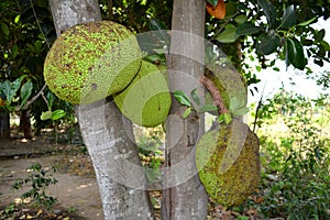 Pala sweet fruits tree