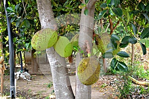 Pala sweet fruits tree