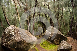 Palaau State Park Molokai photo