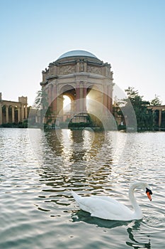 The Palace of Fine Arts in the Marina District of San Francisco, California, Sunset with swan
