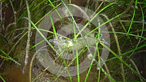 Palaemon adspersus Grass shrimp hiding in the sea grass of Zostera